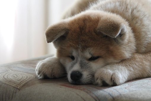 Akita Inu – rodinný přítel