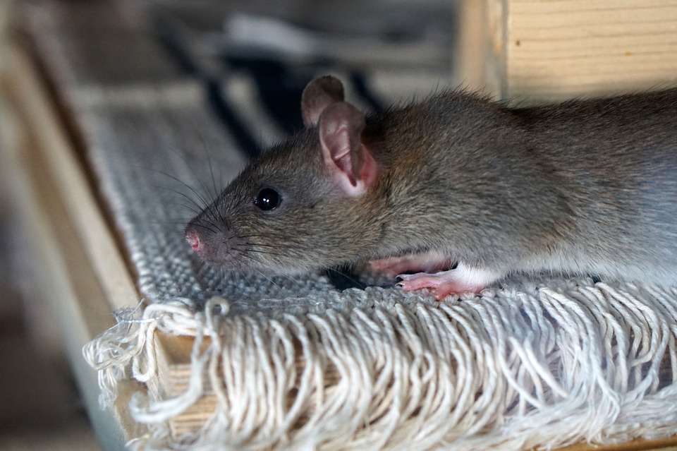 Zbavte se potkanů v obydlí